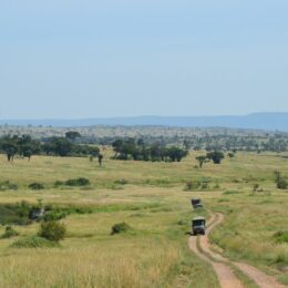 gnu-mara-river-migration